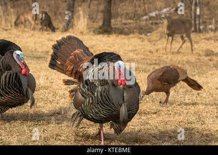 Osttürkei wild Stockfoto