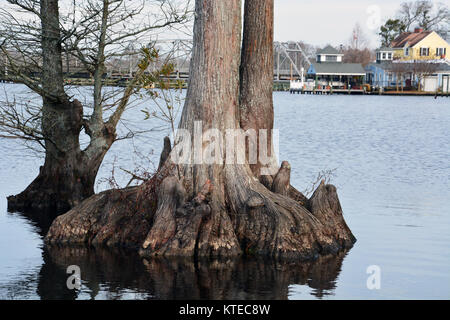 In der Nähe der Wurzeln von einem Cypress Tree in der perquimans Fluss wachsen in Hertford North Carolina Stockfoto