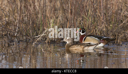 Paar Holz Enten schwimmen im nördlichen Wisconsin. Stockfoto