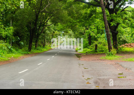 Einsame, lange, gerade, von Bäumen gesäumten Straße mit zentraler Markierungen in den Wald in der Ferne verschwinden geteert. Stockfoto