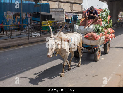 Mann sitzt auf geladen Säcke von Gemüse und mit Handy beim Reiten Ochsenkarren in Bangalore Bangalore, Karnataka, Indien, Asien. Stockfoto