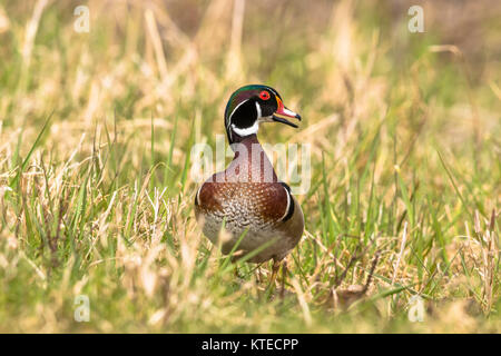 Drake Brautente Stockfoto