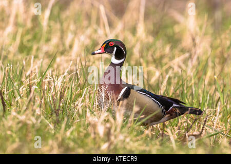 Drake Brautente Stockfoto