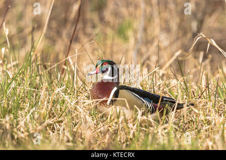 Drake Brautente Stockfoto
