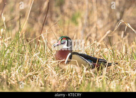 Drake Brautente Stockfoto