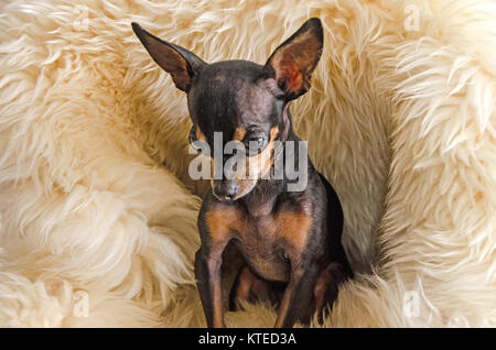 Hund Lilly eine Tasse Tee Chihuahua/Pincher Stockfoto