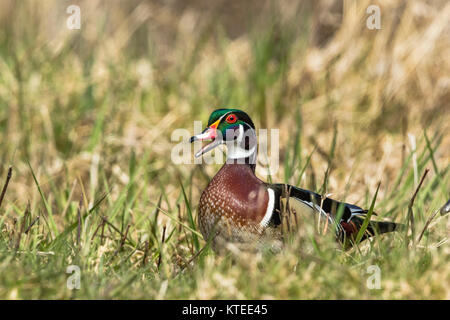 Drake Brautente Stockfoto