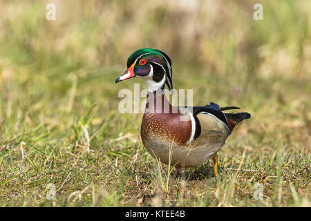 Drake Brautente Stockfoto