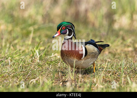 Drake Brautente Stockfoto