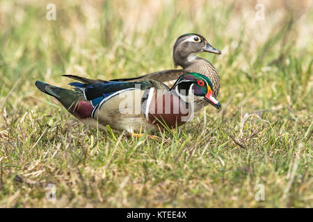 Paar Holz Enten im nördlichen Wisconsin Stockfoto