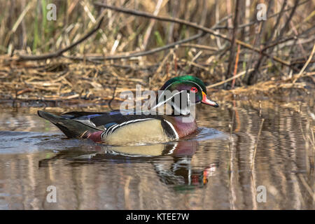 Drake Brautente Stockfoto