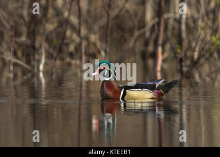 Drake Brautente Stockfoto