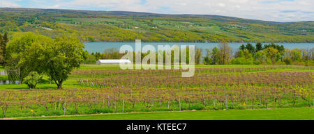 Glenora Wine Cellars, Finger Lakes, Dundee, New York, USA Stockfoto