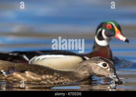 Männliche und weibliche Holz Enten Stockfoto