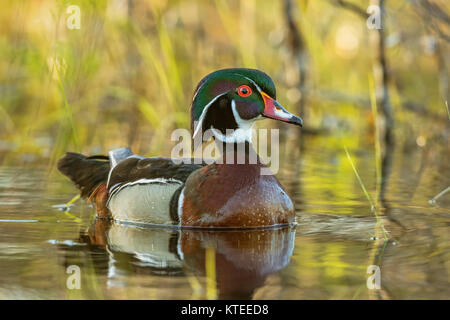 Drake Brautente Stockfoto