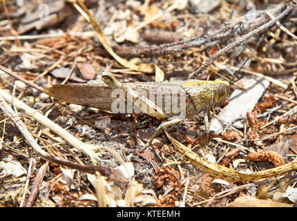 Große Heuschrecke in seiner natürlichen Umgebung, Griechenland. Stockfoto