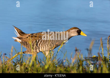 Sora zu Fuß an der Küste im Norden von Wisconsin. Stockfoto