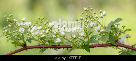 Schneeball-blackberry Stockfoto