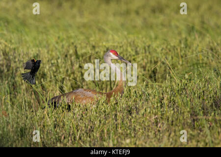 Red-winged blackbird Angreifen einer Sandhill Crane in Nordwisconsin. Stockfoto