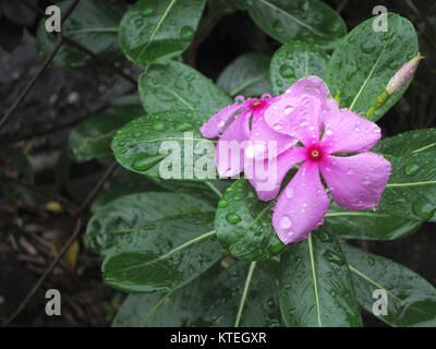 Catharanthus roseus, allgemein bekannt als Madagascar periwinkle, Rose periwinkle oder rosige Immergrün, ist eine Art aus der blühenden Pflanze in der dogbane Stockfoto