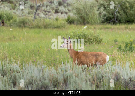 Maultier-Rotwild im Yellowstone National Park Stockfoto