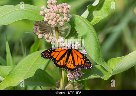 Monarch butterfly auf gemeinsame milkweed. Stockfoto