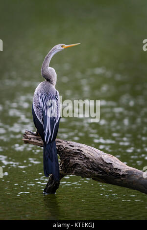 Oriental Darter - Anhinga melanogaster Angeln im See, Sri Lanka Stockfoto