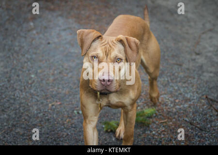 Die Pit Bulldog portrait Stockfoto