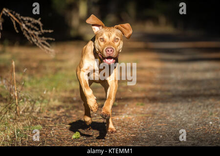 Die Pit Bulldog läuft an einem sonnigen Herbsttag Stockfoto