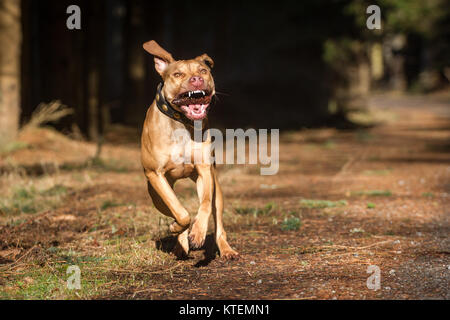 Die Pit Bulldog läuft an einem sonnigen Herbsttag Stockfoto