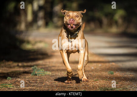 Die Pit Bulldog läuft an einem sonnigen Herbsttag Stockfoto