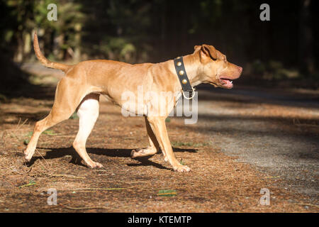 Die Pit Bulldog läuft an einem sonnigen Herbsttag Stockfoto