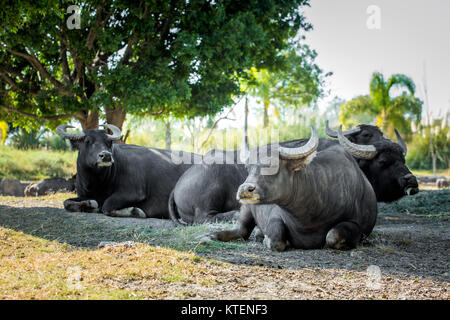 Großen afrikanischen Büffel Nahaufnahme Portrait bei Tageslicht Stockfoto
