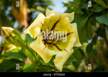 Schöne große gelbe Blume Nahaufnahme Makro Stockfoto