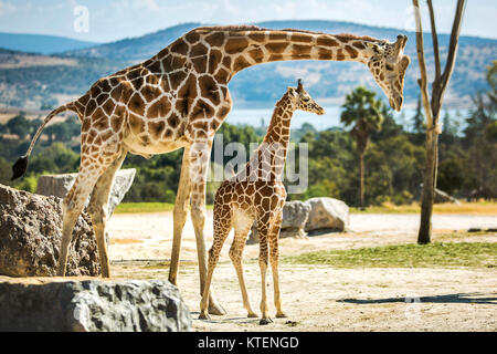 Giraffe Familie auf einem Spaziergang in der Wüste Stockfoto