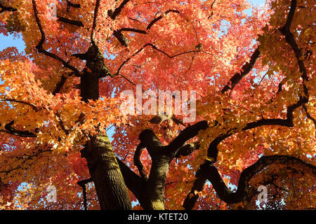 Liquidambar formosana, besser bekannt als die chinesischen sweet Gum oder formosan Gummi, ist eine Baumart in der Familie Altingiaceae, beheimatet in Südostasien. Stockfoto