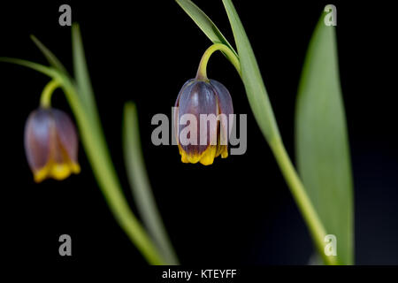 Es gibt etwa 100 bis 130 Arten von knollenpflanzen in der Familie Liliaceae, beheimatet in gemäßigten Regionen der nördlichen Hemisphäre, insbesondere die M Stockfoto