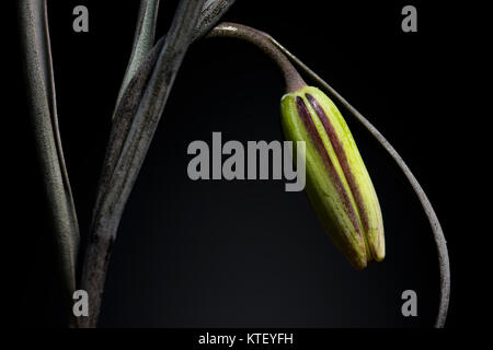 Es gibt etwa 100 bis 130 Arten von knollenpflanzen in der Familie Liliaceae, beheimatet in gemäßigten Regionen der nördlichen Hemisphäre, insbesondere die M Stockfoto