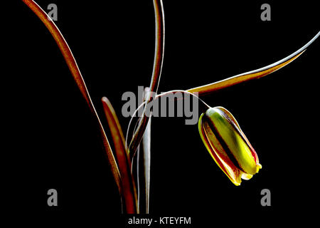 Es gibt etwa 100 bis 130 Arten von knollenpflanzen in der Familie Liliaceae, beheimatet in gemäßigten Regionen der nördlichen Hemisphäre, insbesondere die M Stockfoto