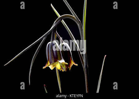 Es gibt etwa 100 bis 130 Arten von knollenpflanzen in der Familie Liliaceae, beheimatet in gemäßigten Regionen der nördlichen Hemisphäre, insbesondere die M Stockfoto