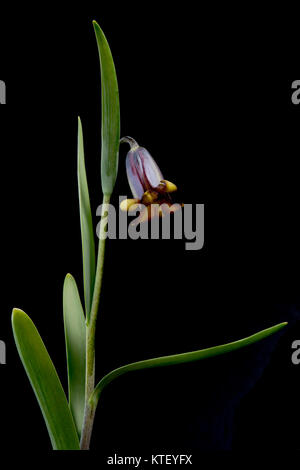 Es gibt etwa 100 bis 130 Arten von knollenpflanzen in der Familie Liliaceae, beheimatet in gemäßigten Regionen der nördlichen Hemisphäre, insbesondere die M Stockfoto