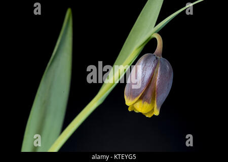 Es gibt etwa 100 bis 130 Arten von knollenpflanzen in der Familie Liliaceae, beheimatet in gemäßigten Regionen der nördlichen Hemisphäre, insbesondere die M Stockfoto