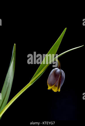 Es gibt etwa 100 bis 130 Arten von knollenpflanzen in der Familie Liliaceae, beheimatet in gemäßigten Regionen der nördlichen Hemisphäre, insbesondere die M Stockfoto