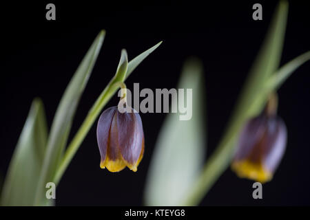 Es gibt etwa 100 bis 130 Arten von knollenpflanzen in der Familie Liliaceae, beheimatet in gemäßigten Regionen der nördlichen Hemisphäre, insbesondere die M Stockfoto