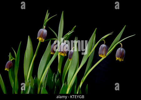 Es gibt etwa 100 bis 130 Arten von knollenpflanzen in der Familie Liliaceae, beheimatet in gemäßigten Regionen der nördlichen Hemisphäre, insbesondere die M Stockfoto