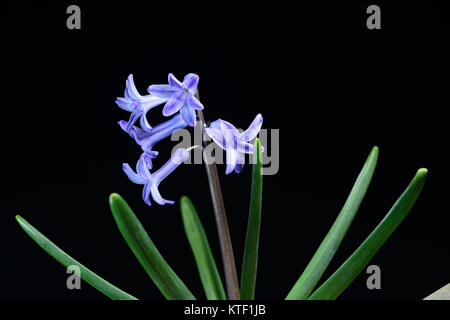 Hyacinthus ist eine Gattung der bauchigen, duftender Blütenpflanzen in der Familie Asparagaceae, unterfamilie Scilloideae. Diese allgemein hyazinthe aufgerufen werden Stockfoto