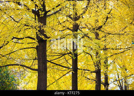 Reihe der Ginkgobaum mit gelben Blätter im Herbst Stockfoto