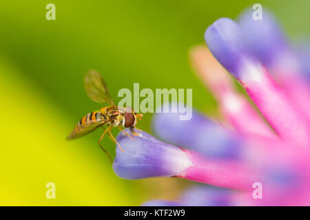 Eine Hover fly imitiert eine Wespe auf einer Bromelie Blume Stockfoto