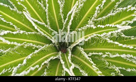 Cycas revoluta, Sago Palm, King Sago, Sago cycad, Sago Palmblättern. Stockfoto