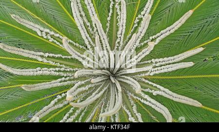 Cycas revoluta, Sago Palm, King Sago, Sago cycad, Sago Palmblättern. Stockfoto